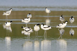 Image. Pied Avocet