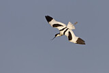 Image. Pied Avocet