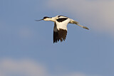 Image. Pied Avocet