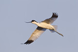 Image. Pied Avocet
