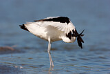Image. Pied Avocet
