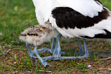 Image. Pied Avocet