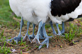 Image. Pied Avocet