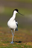 Image. Pied Avocet