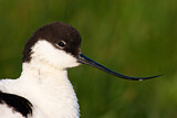Image. Pied Avocet