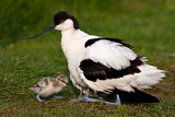 Image. Pied Avocet