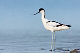 Image. Pied Avocet