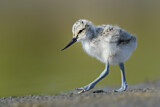 Image. Pied Avocet