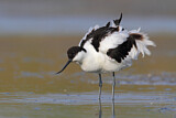 Image. Pied Avocet