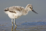Image. Pied Avocet