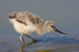 Image. Pied Avocet