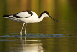 Image. Pied Avocet