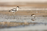 Image. Pied Avocet