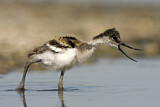 Image. Pied Avocet