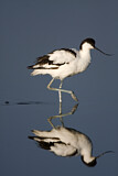 Image. Pied Avocet