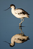 Image. Pied Avocet
