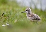Image. Pied Avocet