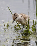 Image. Pied Avocet