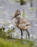 Image. Pied Avocet