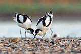 Image. Pied Avocet