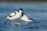 Image. Pied Avocet