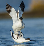 Image. Pied Avocet