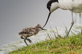 Image. Pied Avocet