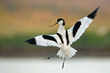 Image. Pied Avocet