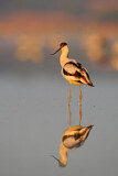 Image. Pied Avocet