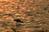 Image. Pied Avocet