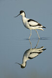 Image. Pied Avocet