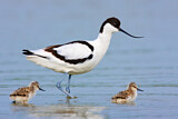 Image. Pied Avocet