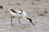 Image. Pied Avocet