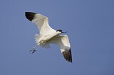 Image. Pied Avocet
