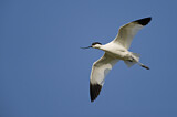Image. Pied Avocet