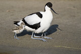 Image. Pied Avocet