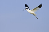 Image. Pied Avocet