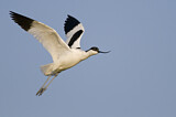 Image. Pied Avocet
