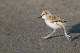 Image. Pied Avocet