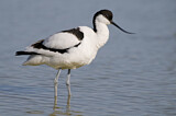 Image. Pied Avocet