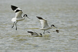 Image. Pied Avocet