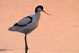 Image. Pied Avocet