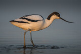 Image. Pied Avocet