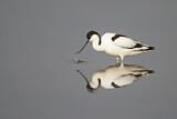 Image. Pied Avocet