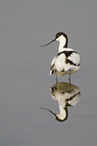 Image. Pied Avocet