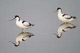 Image. Pied Avocet