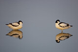 Image. Pied Avocet