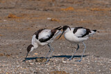 Image. Pied Avocet