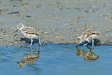 Image. Pied Avocet