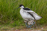 Image. Pied Avocet
